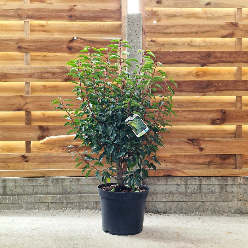 Prunus lusitanica Angustifoliia