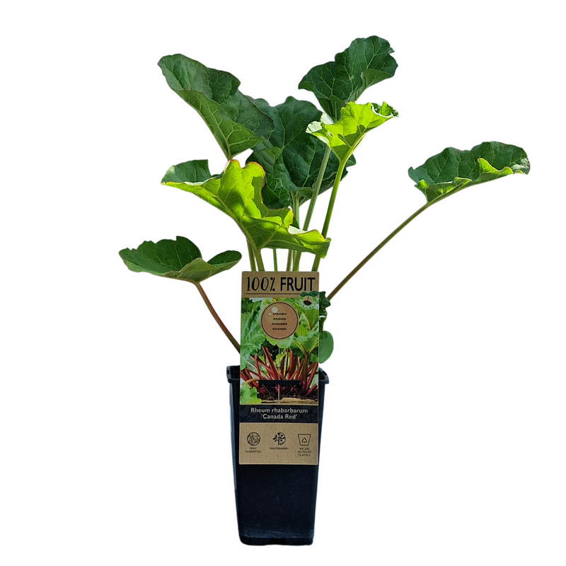 RHEUM rhabarbarum 'Canada Red' P15 2ltr