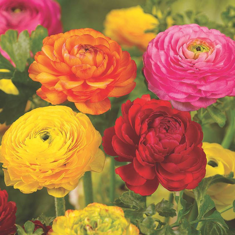 RANUNCULUS 9cm