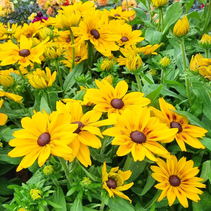 RUDBECKIA Sunbeckia Alicia 5ltr