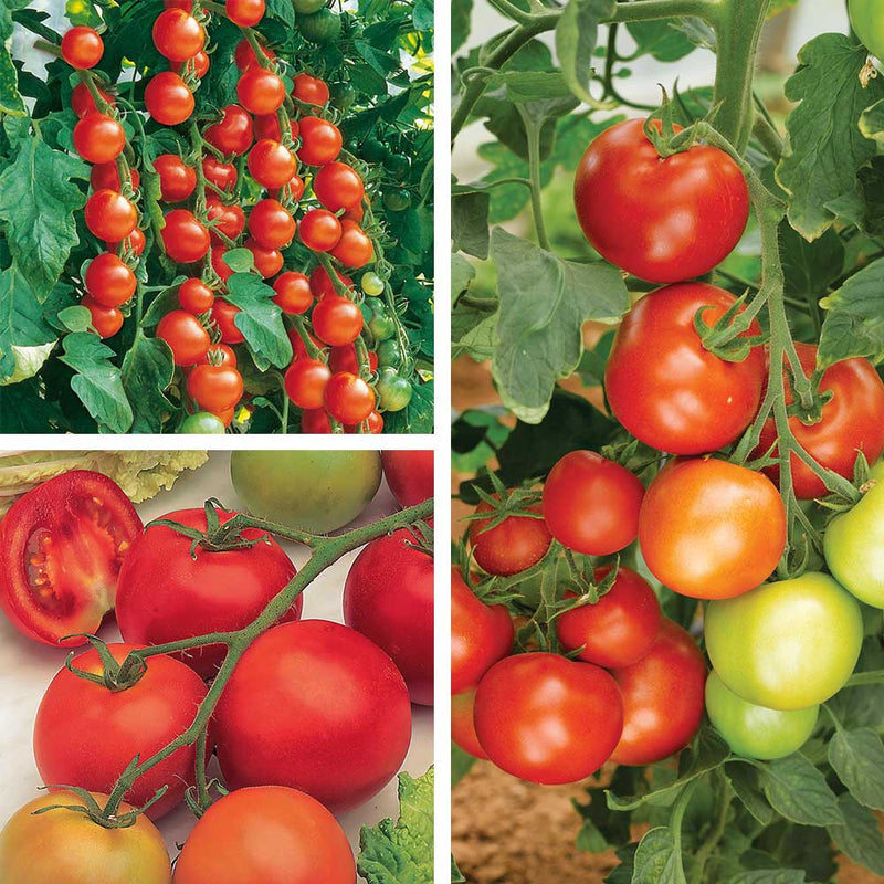 Tomato Mixed 9cm