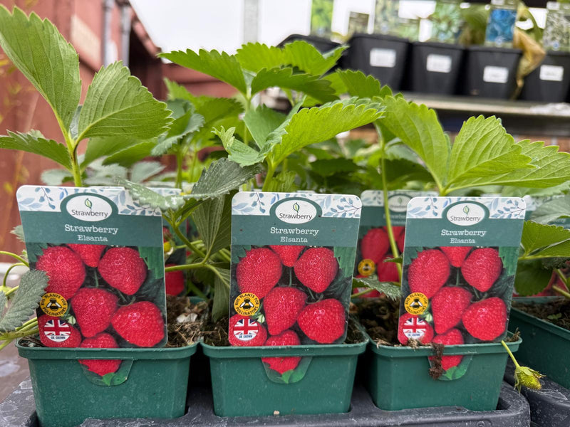 STRAWBERRY 9cm Square Pot