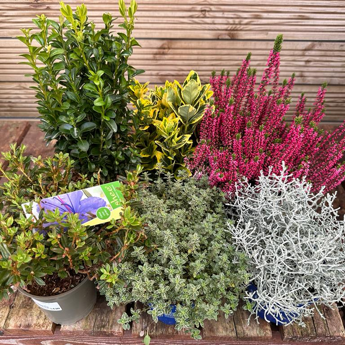 Shrub Bundle B (3 x Starter Shrubs 1L)