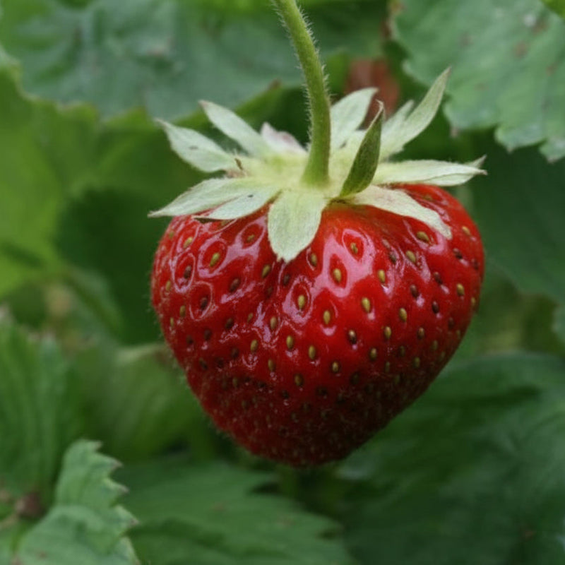 STRAWBERRY Rabunda 10.5cm