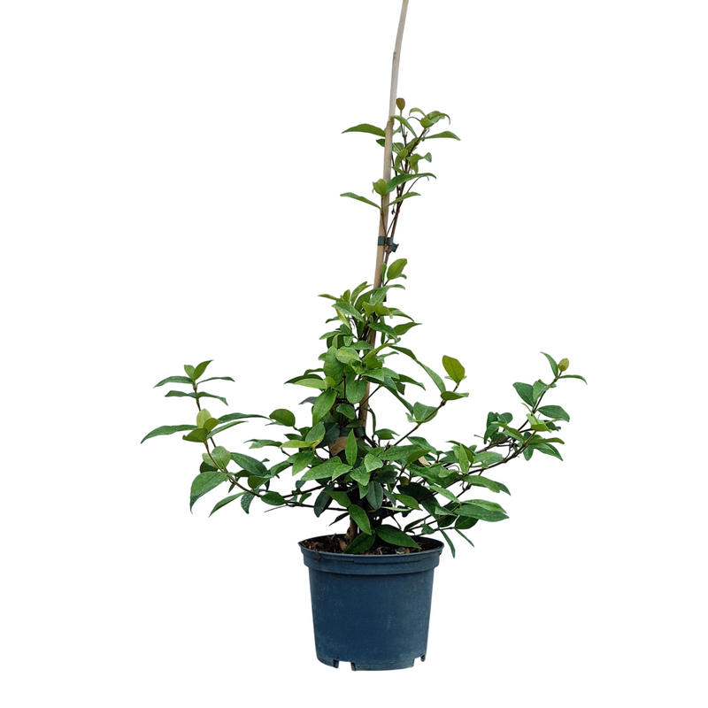 TRACHELOSPERMUM jasm 'Winter Ruby'' 2l
