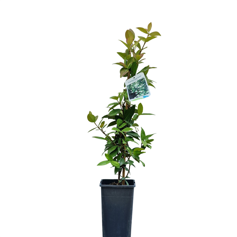 TRACHELOSPERMUM jasminoides 15cm