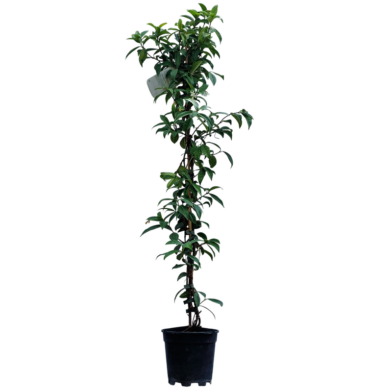 TRACHELOSPERMUM jasminoides Pyramid 19cm