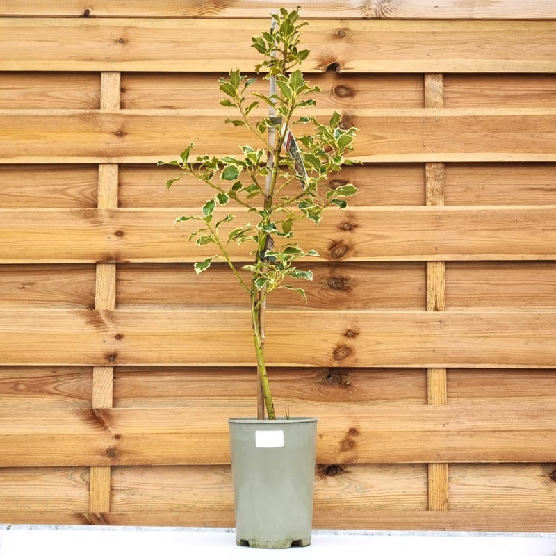 VAN ILEX 'Aq Argentea Marginata'