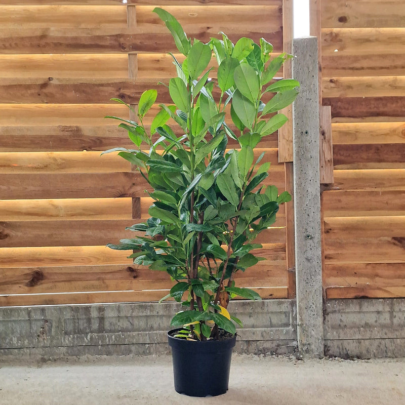 VAN PRUNUS 'Laurocerasus Rotundifolia' (5 Litre)