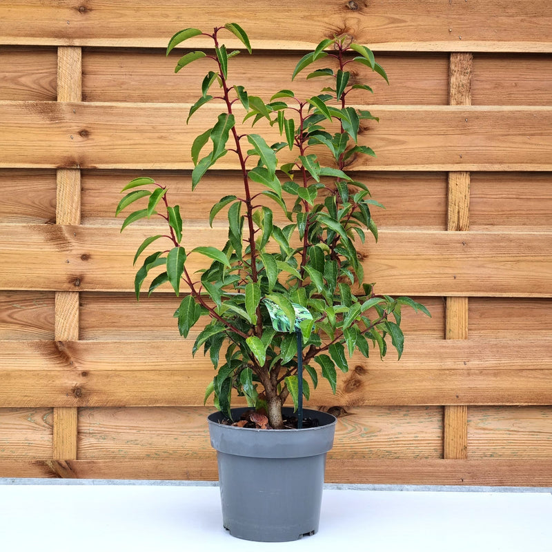 VE5 Prunus 'Lusitanica Angustifolia' 17cm