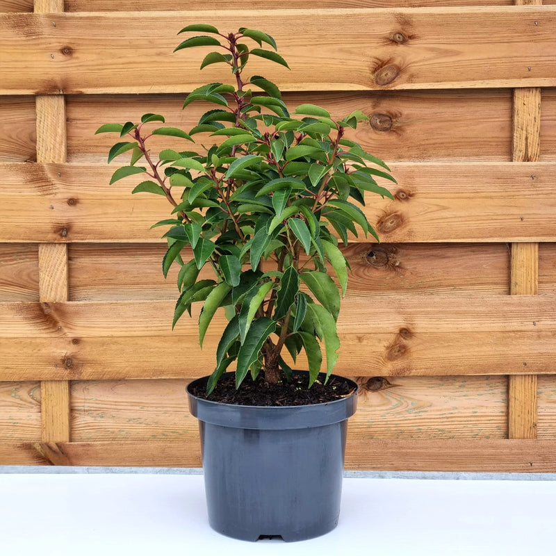 VE PRUNUS 'Lusitanica Angustifolia' 19cm