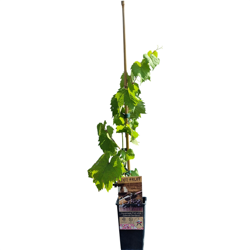 VITIS Cabernet Sauvignon 15cm