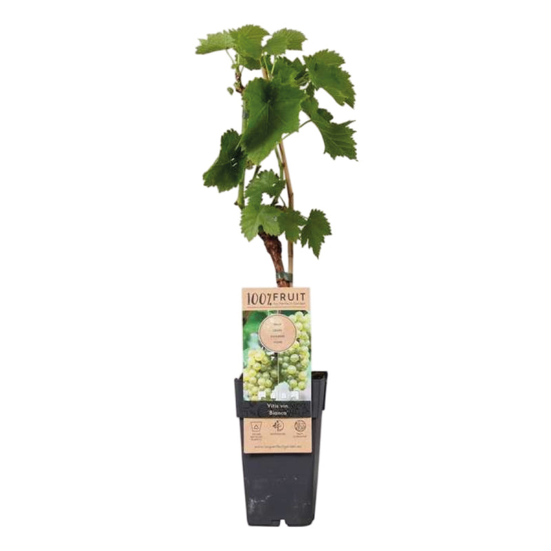 VITIS Grape Bianca 15cm