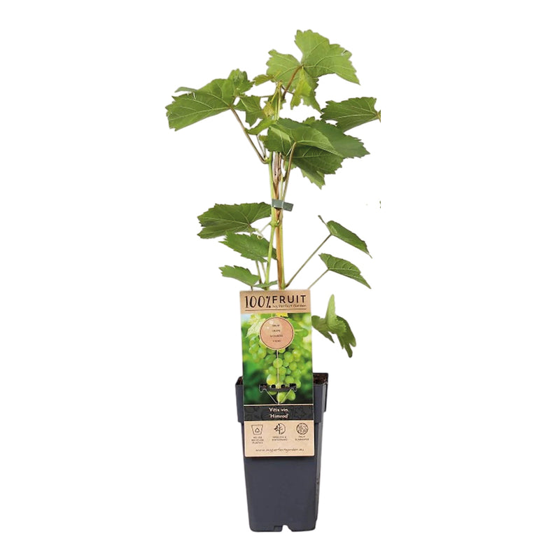 VITIS Grape Himrod 15cm