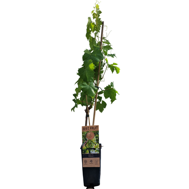 VITIS Grape Phoenix 15cm