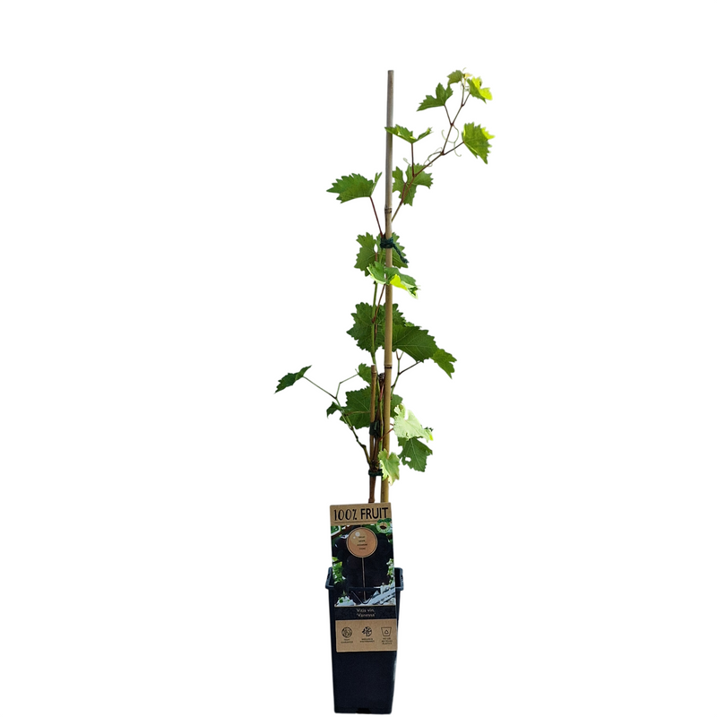 VITIS Grape Vanessa 15cm