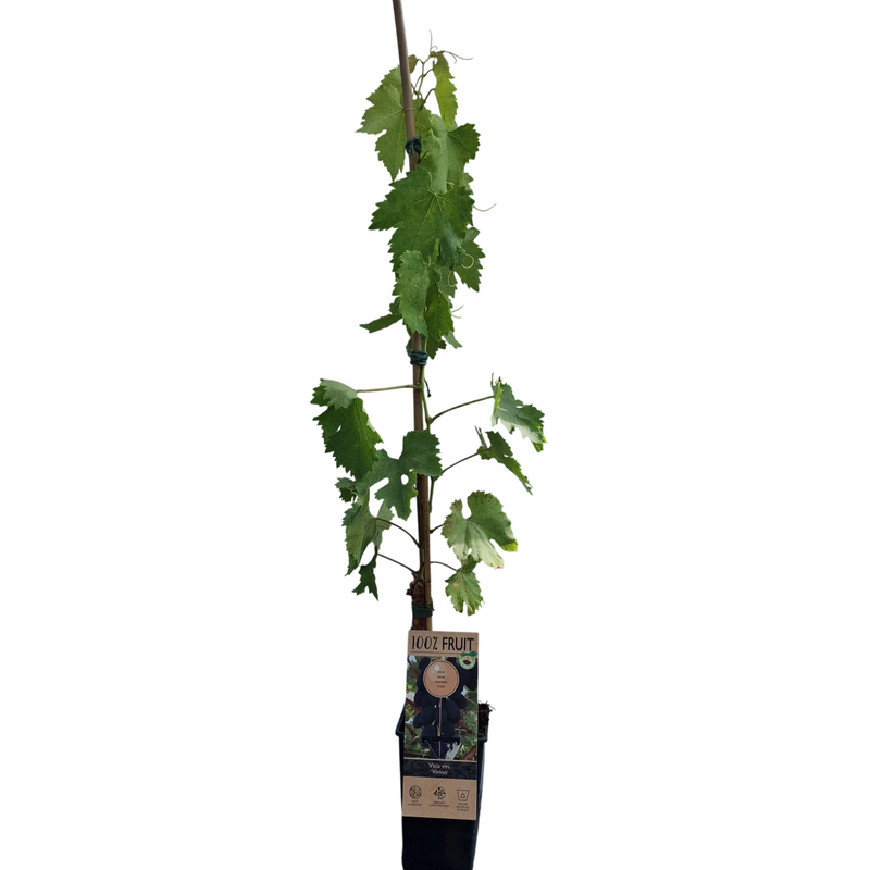 VITIS Grape Venus 15cm