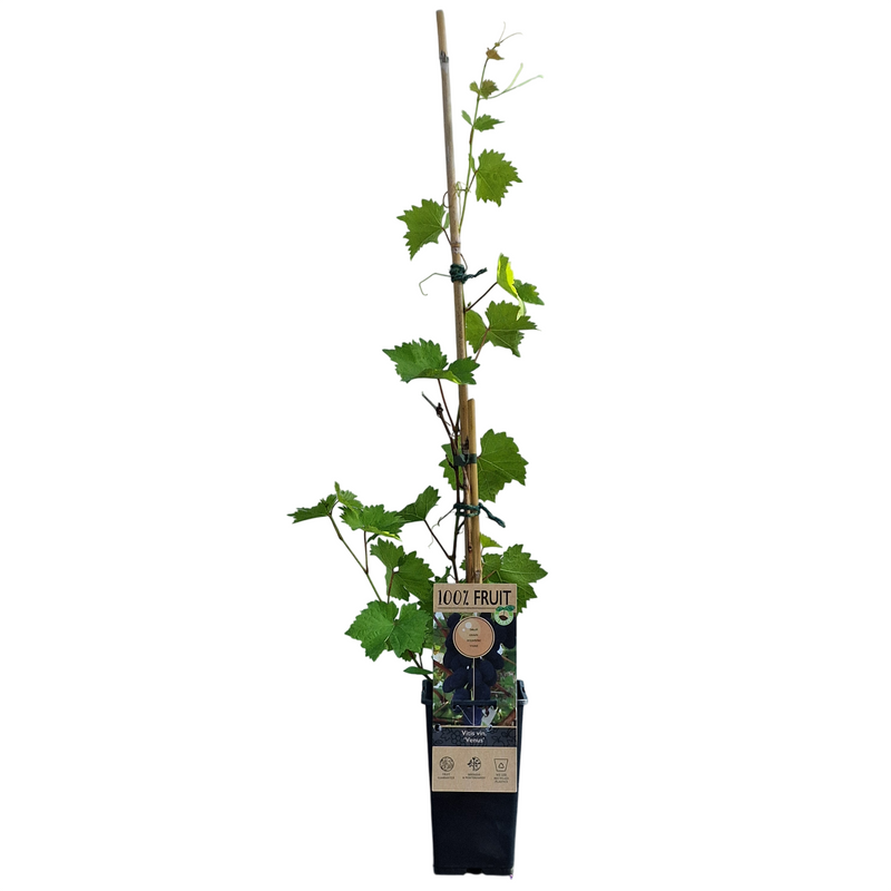 VITIS Grape Venus 15cm