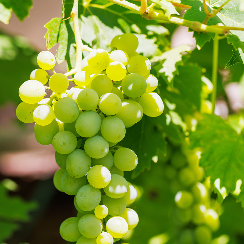 VITIS Himrod Seedless 15cm