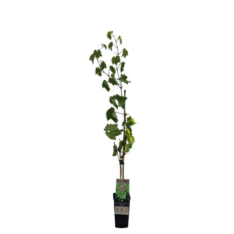 VITIS Himrod Seedless 15cm