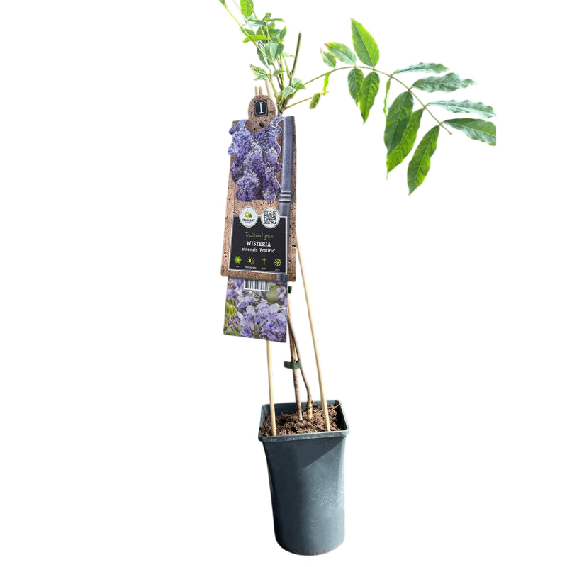 WISTERIA sinensis Prolific