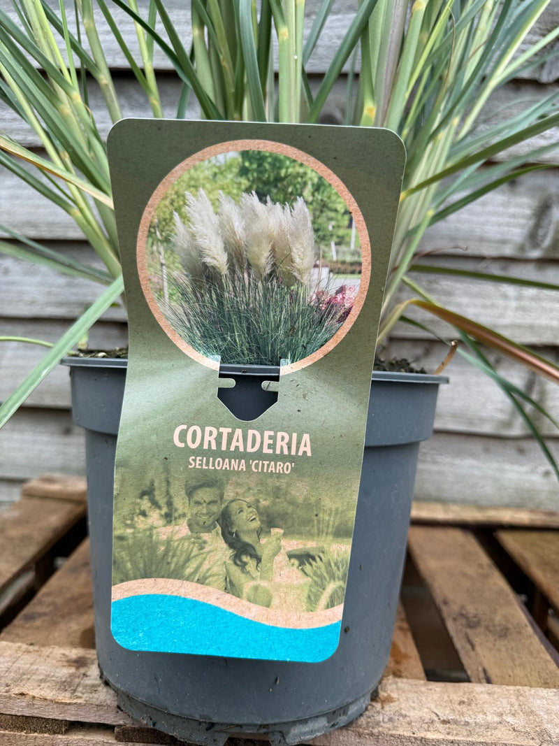 Cortaderia 'Citaro' 5 ltr
