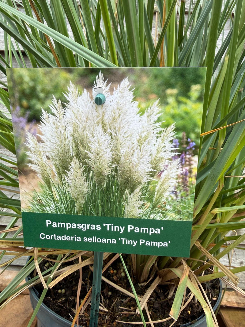 CORTADERIA se. Tiny Pampas 19cm