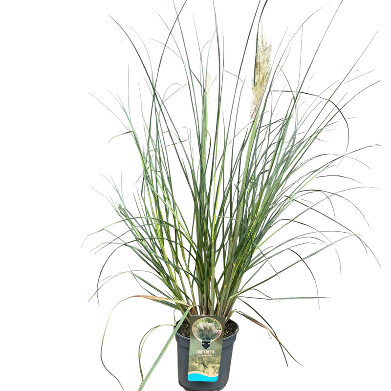 Cortaderia 'Citaro' 5 ltr