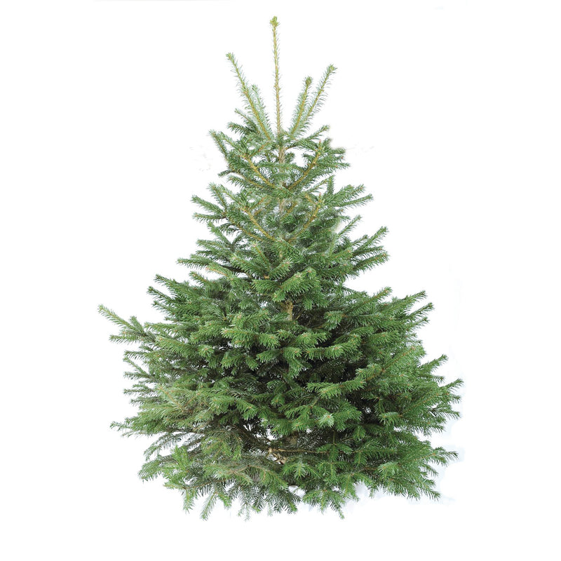 PREMIUM Nordmann Fir 175-200cm ~6'-7'