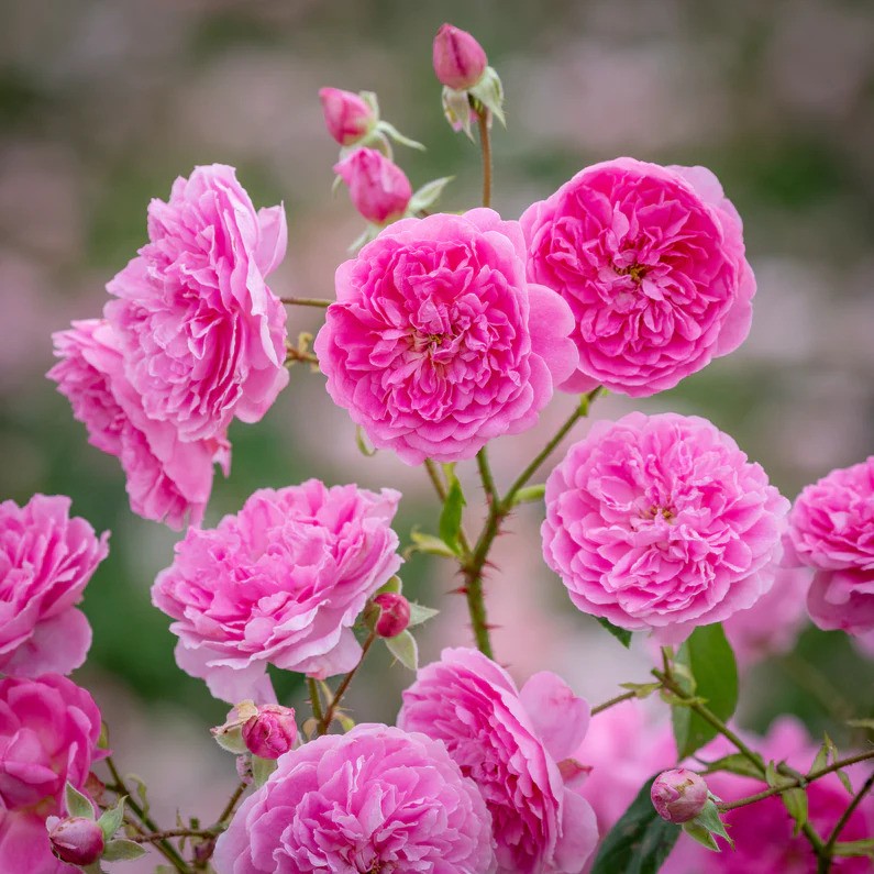 DAVID AUSTIN ROSES - Harlow Carr