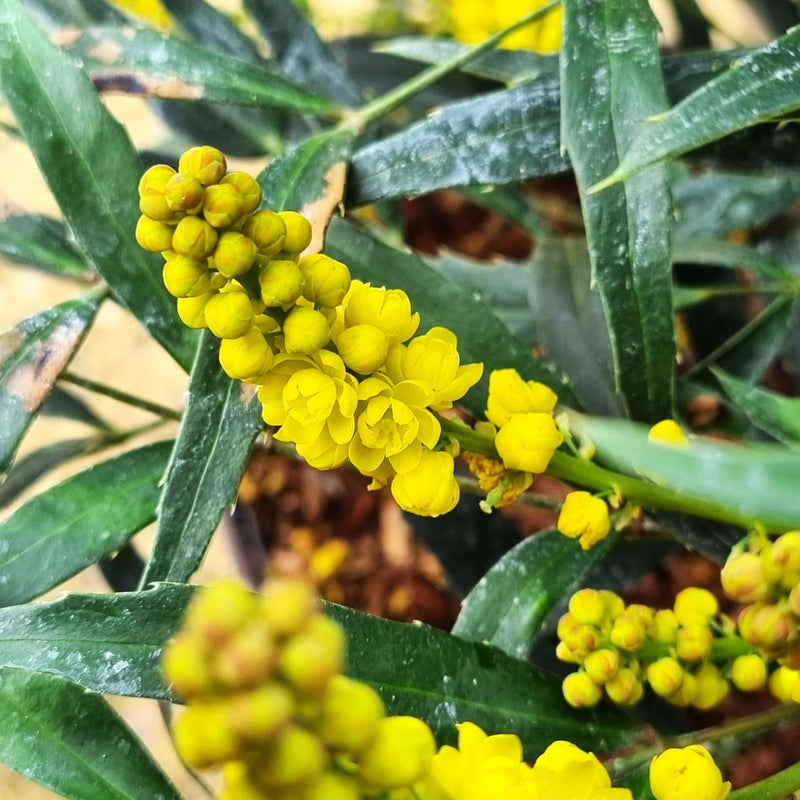 MAHONIA Sweet Winter 3ltr