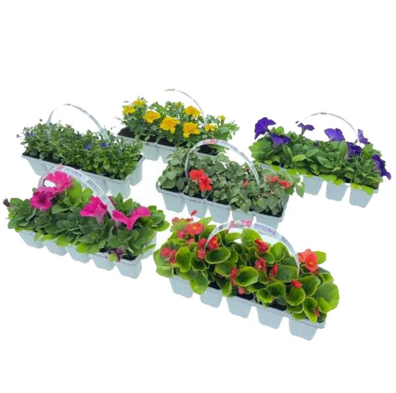 Plant Bundle I - Summer Bedding 10 plant pack (x6)