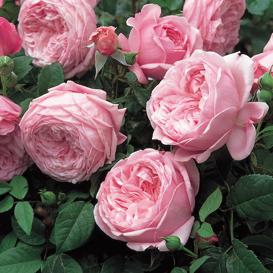 DAVID AUSTIN ROSES - Spirit Of Freedom Climbing