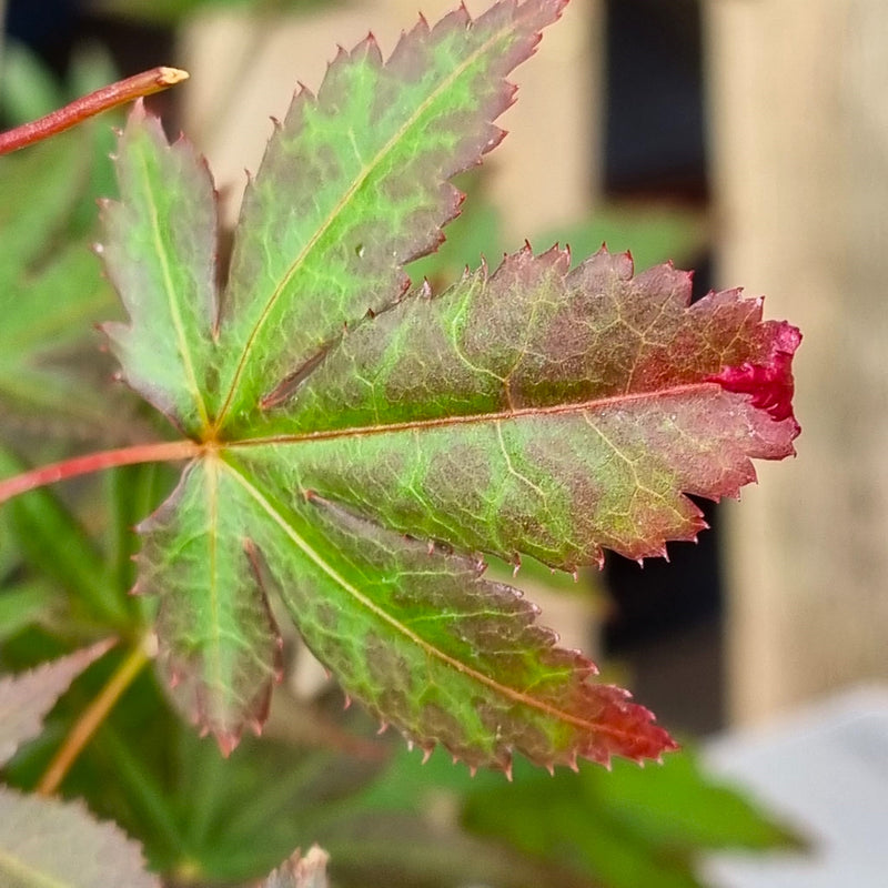 ACER Atropurpureum C2