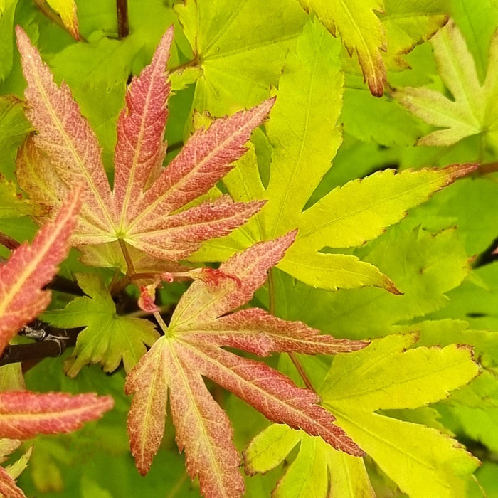ACER Palm Orange Dream