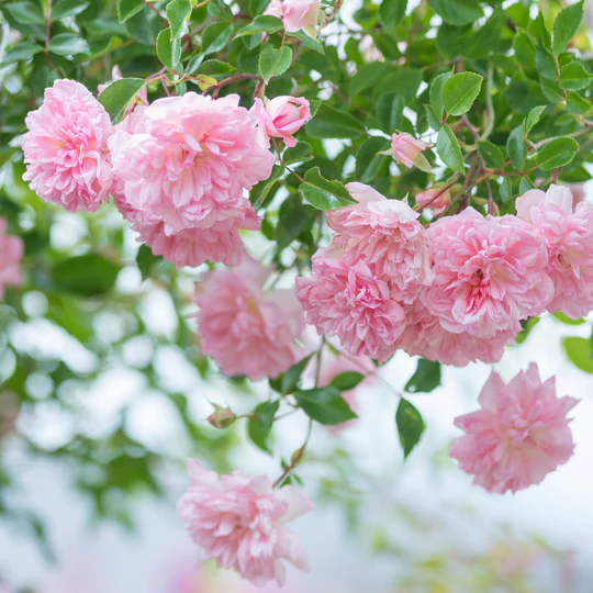 DAVID AUSTIN ROSES - Francois Juranville