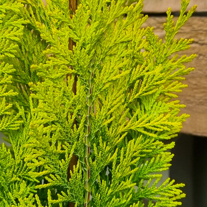 CHAMAECYPARIS laws. 'Stardust' 2ltr