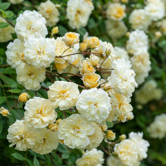 DAVID AUSTIN ROSES - Malvern Hills