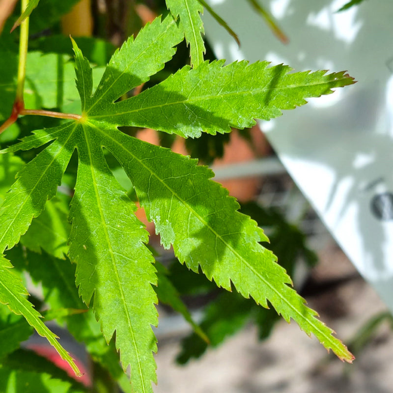 ACER 'Cascade Emerald'