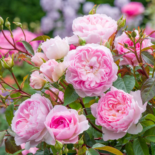 DAVID AUSTIN ROSES - Silas Marner 6ltr