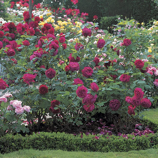DAVID AUSTIN ROSES - Falstaff