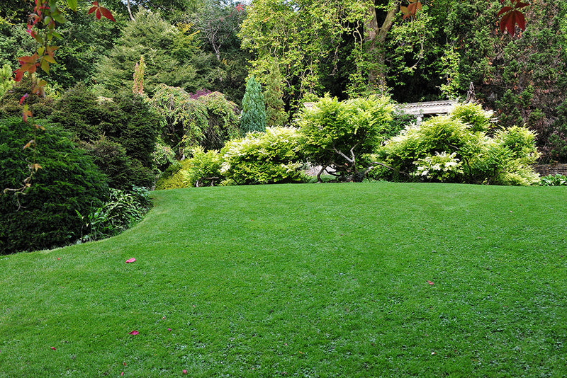 Lawn Turf