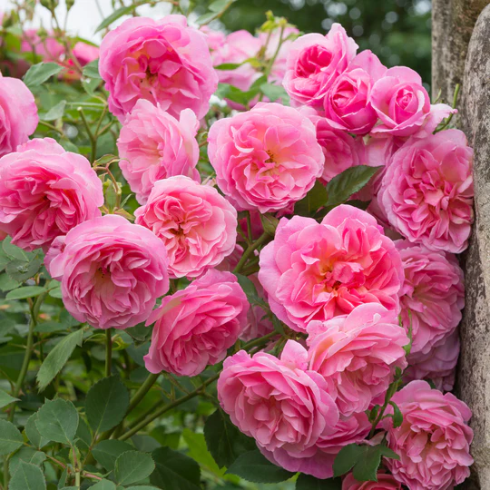 DAVID AUSTIN ROSES - Hyde Hall
