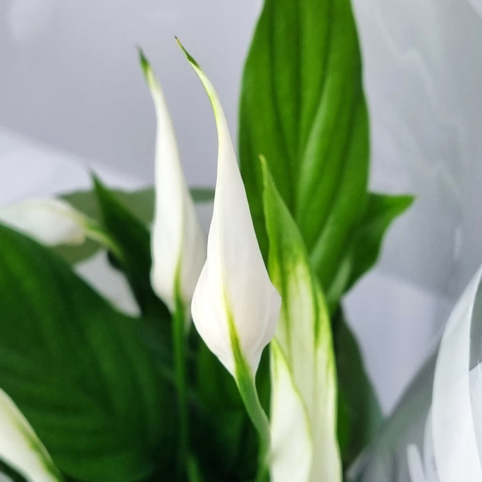 SPATHYPHYLLUM  9cm