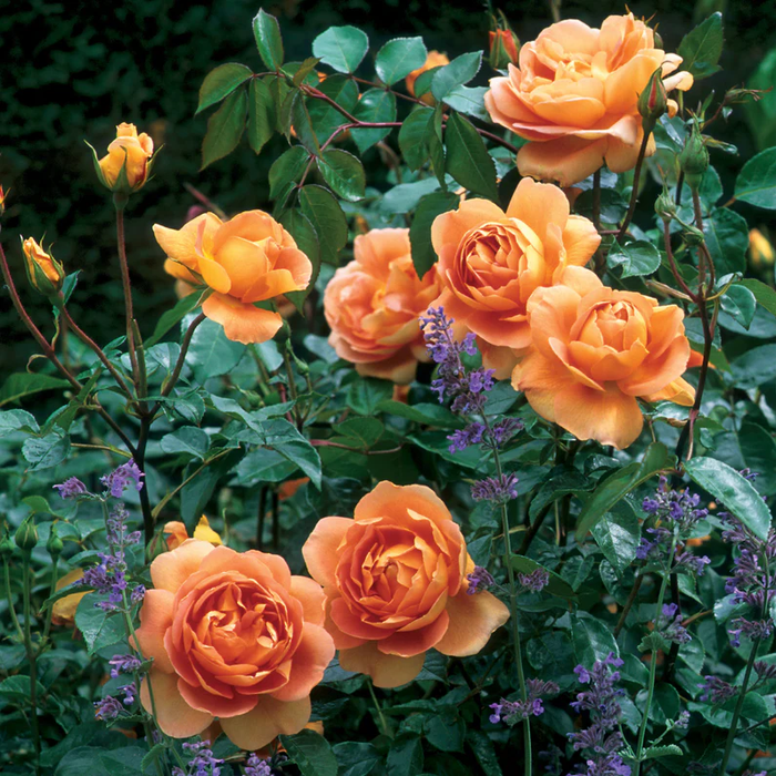 DAVID AUSTIN ROSES - Pat Austin