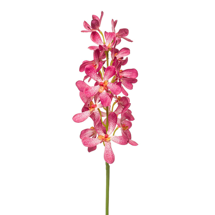 Emerald Vanda Spray Rt Pink 80cm