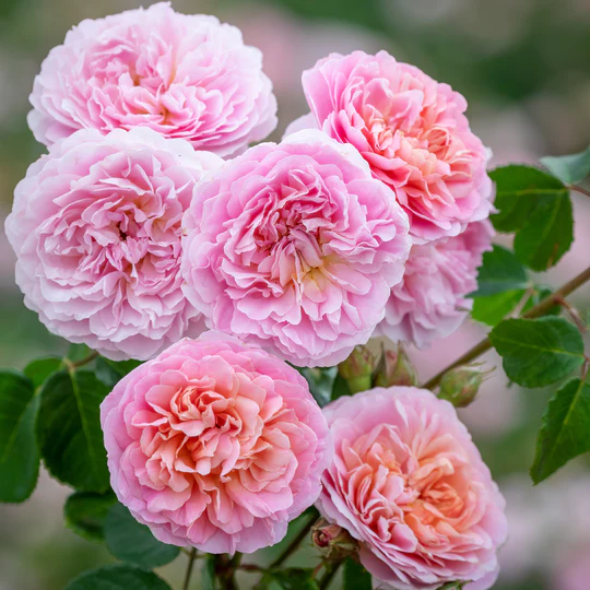 DAVID AUSTIN ROSES - Eustacia Vye