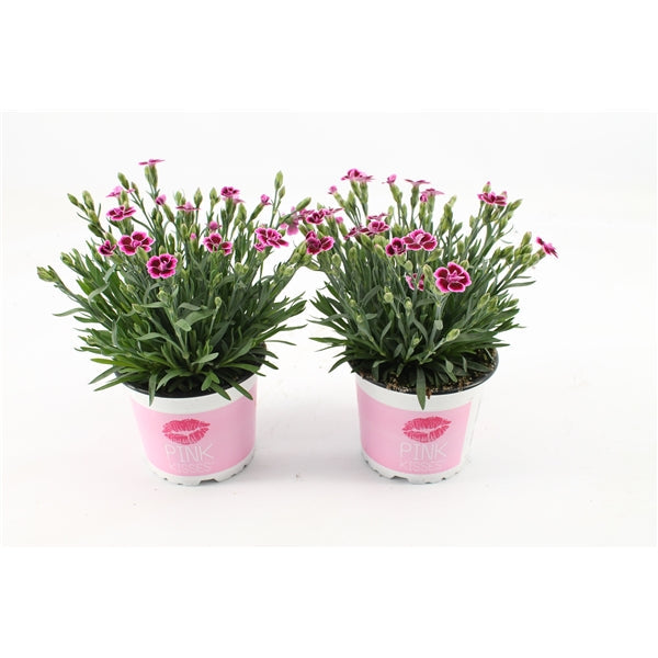 Plant Bundle M - Pink Kisses (x6)