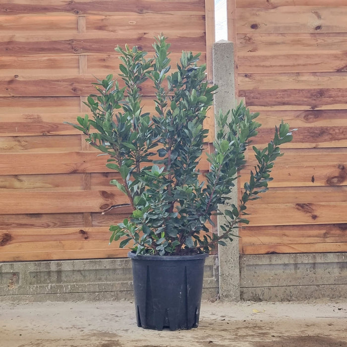 ARBUTUS Unedo 30Ltr 100-125