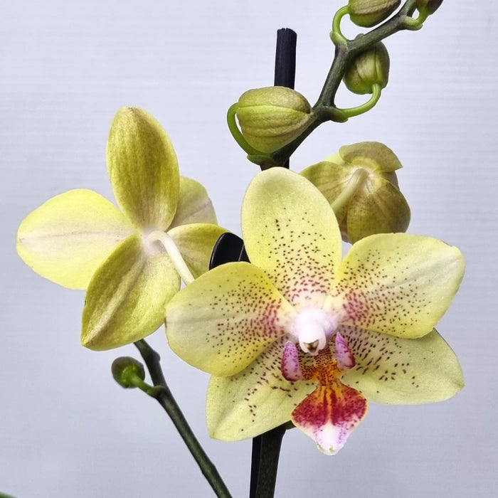 PHALAENOPSIS 9cm Twin Stem Mixed Colours